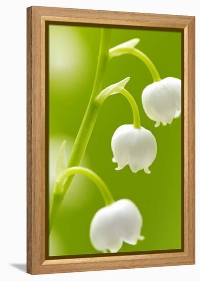 Lilies, Convallaria Majalis, Detail, Blooms, Series, Plant, Flowers, Lily-Plants, May-Flower, Prime-Herbert Kehrer-Framed Premier Image Canvas