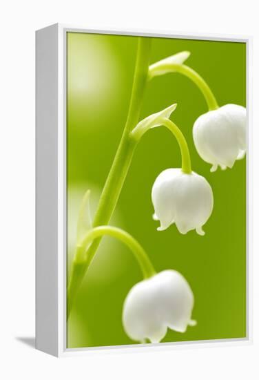 Lilies, Convallaria Majalis, Detail, Blooms, Series, Plant, Flowers, Lily-Plants, May-Flower, Prime-Herbert Kehrer-Framed Premier Image Canvas