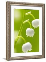 Lilies, Convallaria Majalis, Detail, Blooms, Series, Plant, Flowers, Lily-Plants, May-Flower, Prime-Herbert Kehrer-Framed Photographic Print
