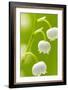 Lilies, Convallaria Majalis, Detail, Blooms, Series, Plant, Flowers, Lily-Plants, May-Flower, Prime-Herbert Kehrer-Framed Photographic Print