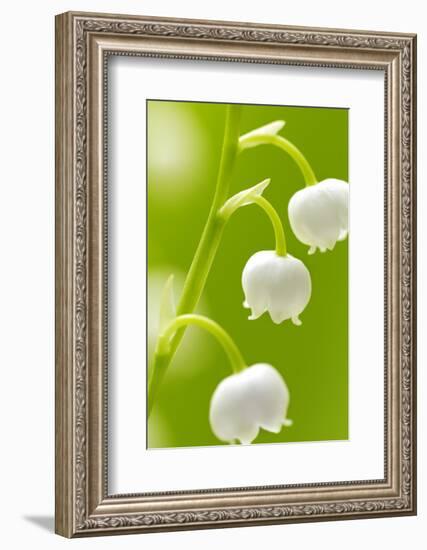 Lilies, Convallaria Majalis, Detail, Blooms, Series, Plant, Flowers, Lily-Plants, May-Flower, Prime-Herbert Kehrer-Framed Photographic Print