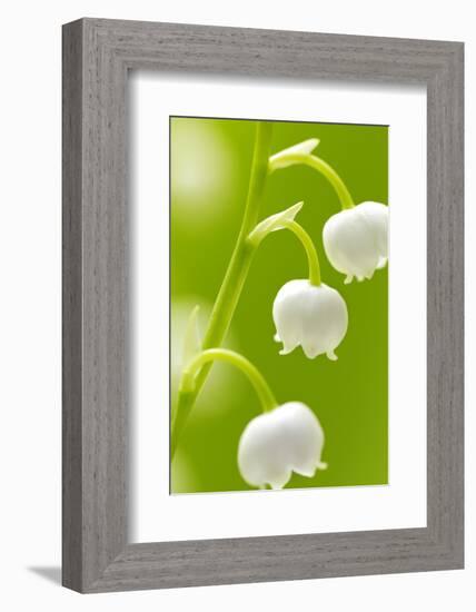 Lilies, Convallaria Majalis, Detail, Blooms, Series, Plant, Flowers, Lily-Plants, May-Flower, Prime-Herbert Kehrer-Framed Photographic Print