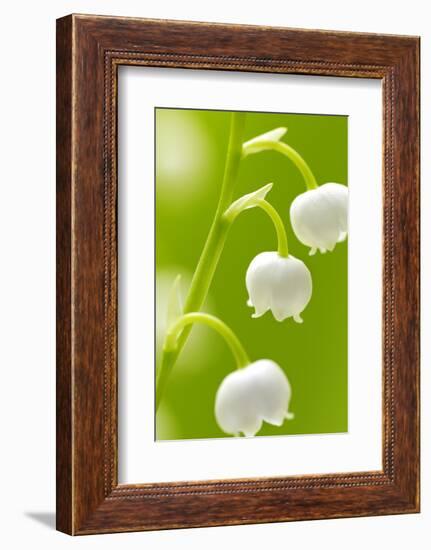 Lilies, Convallaria Majalis, Detail, Blooms, Series, Plant, Flowers, Lily-Plants, May-Flower, Prime-Herbert Kehrer-Framed Photographic Print