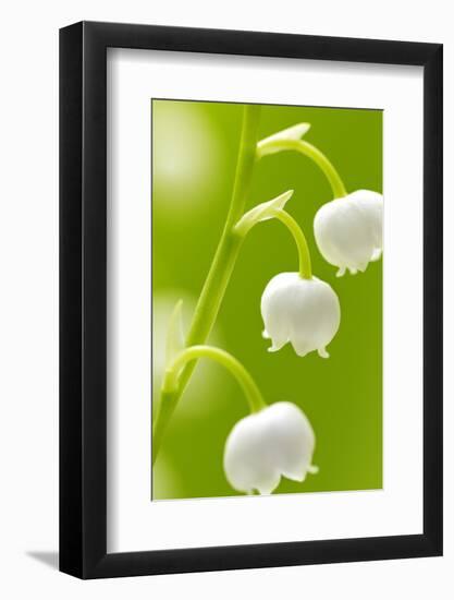 Lilies, Convallaria Majalis, Detail, Blooms, Series, Plant, Flowers, Lily-Plants, May-Flower, Prime-Herbert Kehrer-Framed Photographic Print