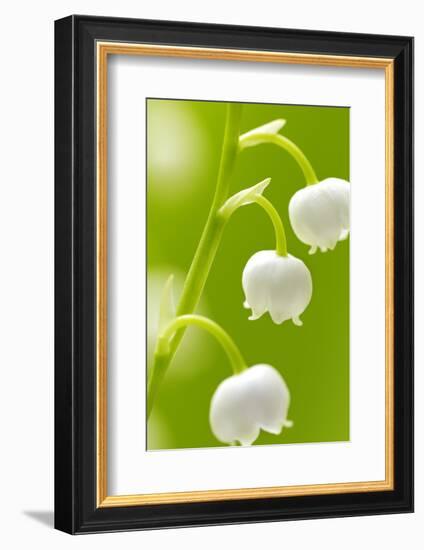 Lilies, Convallaria Majalis, Detail, Blooms, Series, Plant, Flowers, Lily-Plants, May-Flower, Prime-Herbert Kehrer-Framed Photographic Print