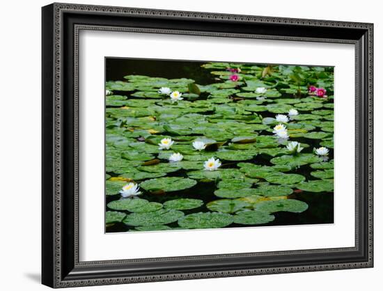 Lilies Heian Jingu ShrineKyoto-null-Framed Art Print