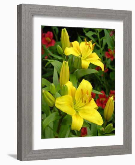 Lilies (Lilium 'Limelight')-Tony Craddock-Framed Photographic Print