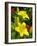 Lilies (Lilium 'Limelight')-Tony Craddock-Framed Photographic Print