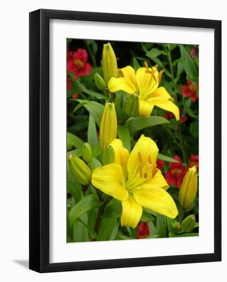 Lilies (Lilium 'Limelight')-Tony Craddock-Framed Photographic Print