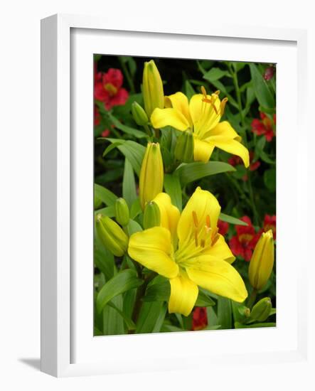 Lilies (Lilium 'Limelight')-Tony Craddock-Framed Photographic Print