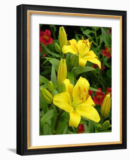 Lilies (Lilium 'Limelight')-Tony Craddock-Framed Photographic Print