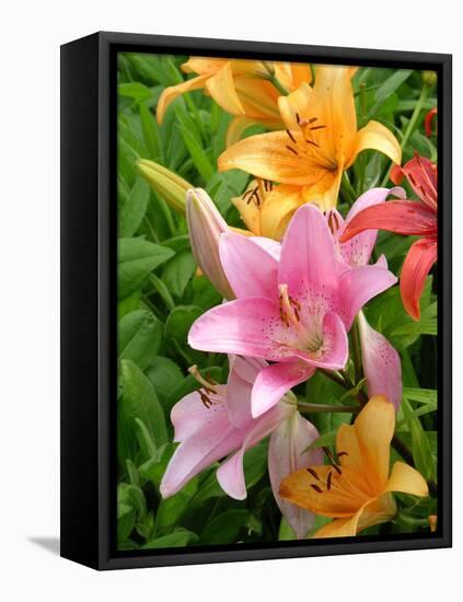 Lilies (Lilium Sp.)-Tony Craddock-Framed Premier Image Canvas