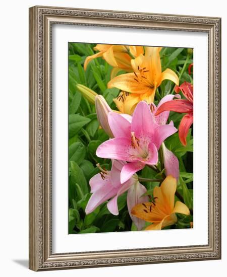 Lilies (Lilium Sp.)-Tony Craddock-Framed Photographic Print