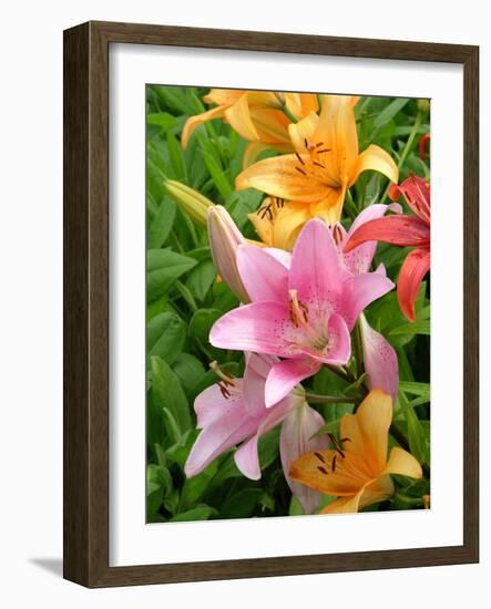 Lilies (Lilium Sp.)-Tony Craddock-Framed Photographic Print