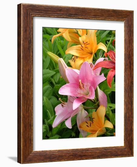 Lilies (Lilium Sp.)-Tony Craddock-Framed Photographic Print