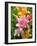 Lilies (Lilium Sp.)-Tony Craddock-Framed Photographic Print