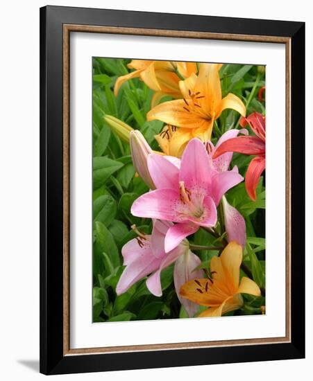 Lilies (Lilium Sp.)-Tony Craddock-Framed Photographic Print