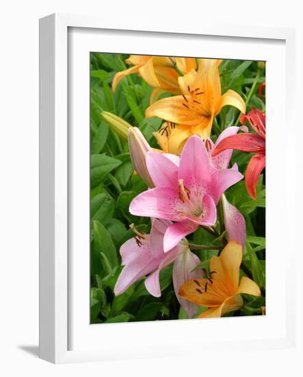 Lilies (Lilium Sp.)-Tony Craddock-Framed Photographic Print