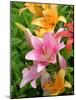 Lilies (Lilium Sp.)-Tony Craddock-Mounted Photographic Print