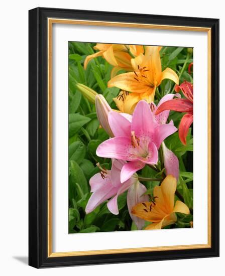 Lilies (Lilium Sp.)-Tony Craddock-Framed Photographic Print