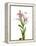 Lilies on a white background-Panoramic Images-Framed Premier Image Canvas