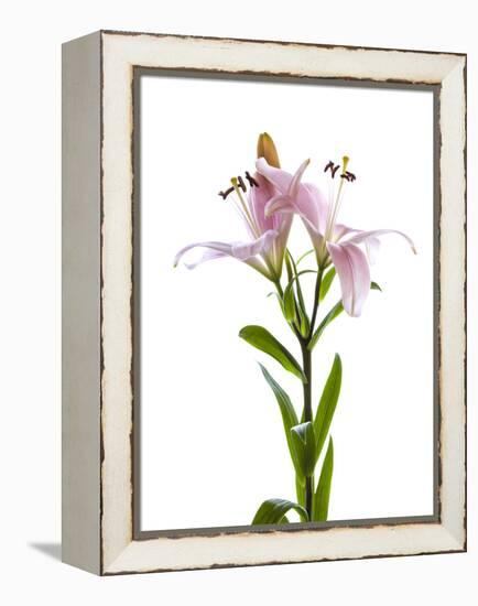 Lilies on a white background-Panoramic Images-Framed Premier Image Canvas