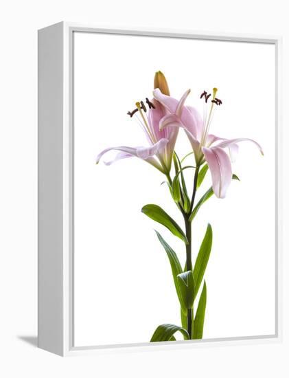 Lilies on a white background-Panoramic Images-Framed Premier Image Canvas