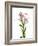 Lilies on a white background-Panoramic Images-Framed Photographic Print