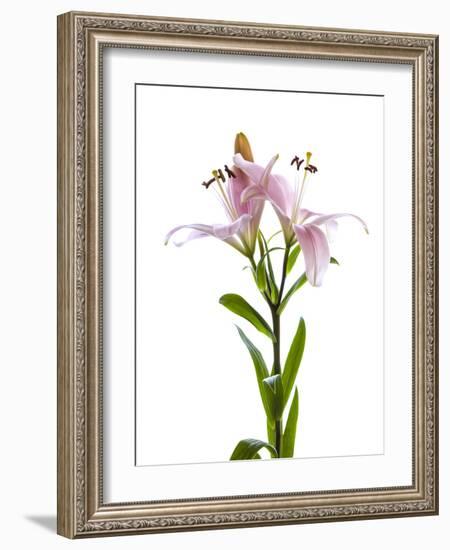 Lilies on a white background-Panoramic Images-Framed Photographic Print