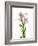 Lilies on a white background-Panoramic Images-Framed Photographic Print