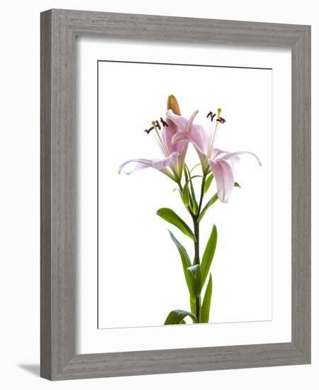 Lilies on a white background-Panoramic Images-Framed Photographic Print