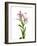 Lilies on a white background-Panoramic Images-Framed Photographic Print