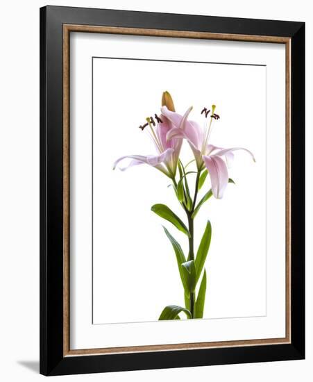 Lilies on a white background-Panoramic Images-Framed Photographic Print