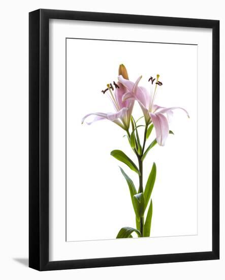 Lilies on a white background-Panoramic Images-Framed Photographic Print