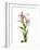 Lilies on a white background-Panoramic Images-Framed Photographic Print