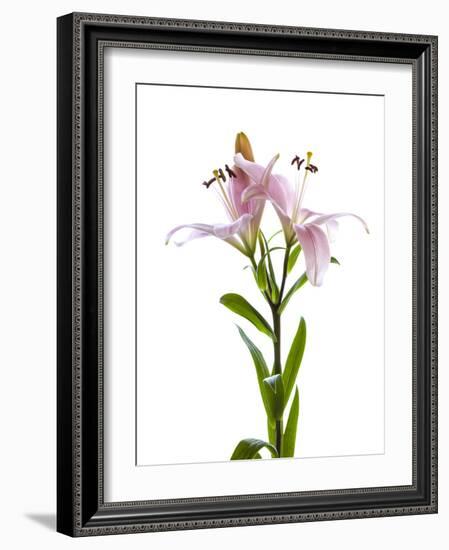 Lilies on a white background-Panoramic Images-Framed Photographic Print