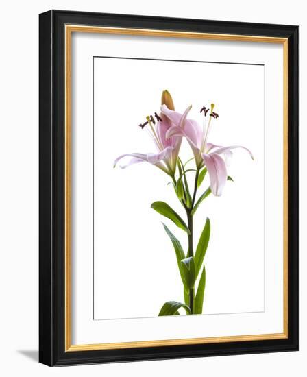 Lilies on a white background-Panoramic Images-Framed Photographic Print