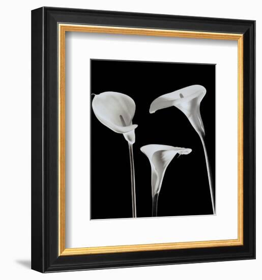 Lilies-Rudy Archer-Framed Art Print