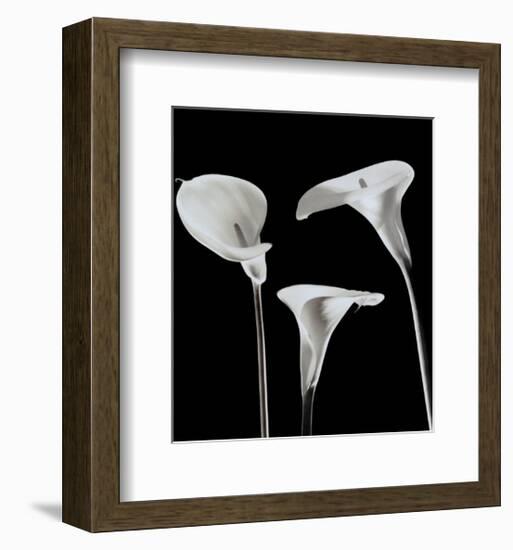 Lilies-Rudy Archer-Framed Art Print