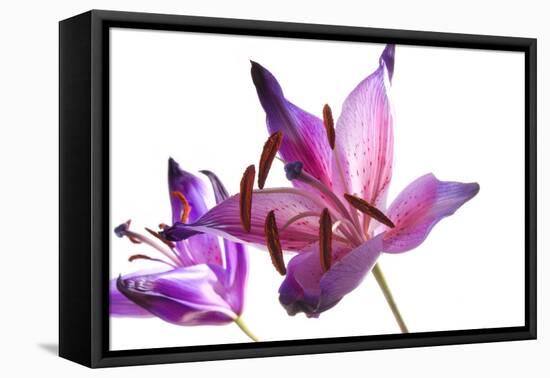 Lilies-Andrekart Photography-Framed Premier Image Canvas