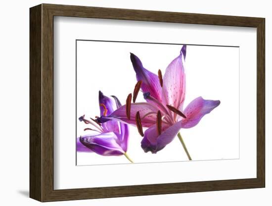 Lilies-Andrekart Photography-Framed Photographic Print