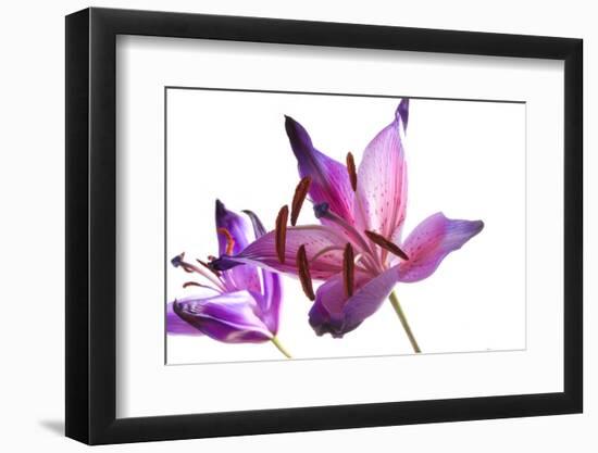 Lilies-Andrekart Photography-Framed Photographic Print
