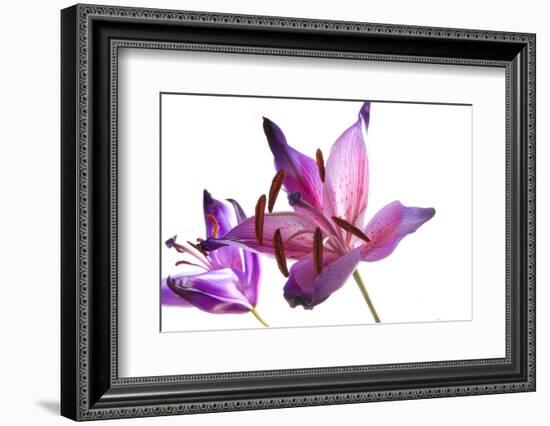 Lilies-Andrekart Photography-Framed Photographic Print