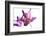 Lilies-Andrekart Photography-Framed Photographic Print