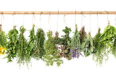 Fresh Herbs Hanging Isolated on White. Basil, Rosemary, Thyme, Mint-LiliGraphie-Mounted Photographic Print