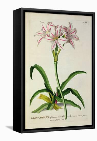 Lilio-Narcissus, Africanus, from 'Plantae Selectae'-Pierre-Joseph Redouté-Framed Premier Image Canvas