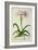 Lilio-Narcissus, Africanus, from 'Plantae Selectae'-Pierre-Joseph Redouté-Framed Giclee Print