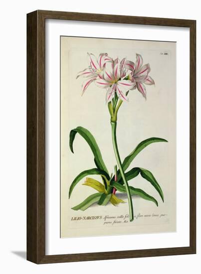 Lilio-Narcissus, Africanus, from 'Plantae Selectae'-Pierre-Joseph Redouté-Framed Giclee Print