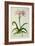 Lilio-Narcissus, Africanus, from 'Plantae Selectae'-Pierre-Joseph Redouté-Framed Giclee Print