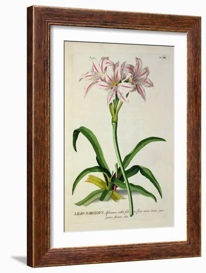 Lilio-Narcissus, Africanus, from 'Plantae Selectae'-Pierre-Joseph Redouté-Framed Giclee Print